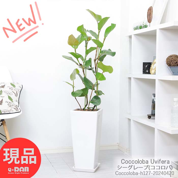 観葉植物 室内 シーグレープ(ココロバ) スクエア陶器鉢 白 高さ約127cm おしゃれ インテリアグリーン 丸い形の葉 おすすめ 浜辺ぶどう コッコロバ 風水 ハマベブドウ（浜辺葡萄）Coccoloba Uvifera 新築祝い 開店祝い