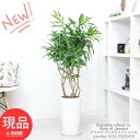 ドラセナ ＼ポイント2倍／観葉植物 ドラセナ ソングオブジャマイカ 高さ116cm 陶器鉢 7号サイズ 人気 育てやすい 幸福の木 ジャマイカの歌 Dracaena reflexa cv.Song of Jamaica レフレクサ 室内 各種ショールーム 事務所 店舗 新築祝い【現品発送】