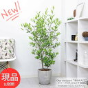 オリーブ 観葉植物 人気 オリーブ (品種名：ひなかぜ) 高さ約135cm エッグセメントポット 8号サイズ ヒナカゼ hinakaze オリーブの木 庭木 玄関 お祝い シンボルツリー ギフト ガーデニング 耐暑性 耐病性 耐寒性 苗木 事務所移転祝い 新築祝い【現品発送】