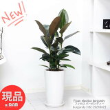 տʪ Ƥ䤹 ե Сǥ ⤵92cm 饦 ƫȭ   դ ޥץ쥼   ʤʥƥꥢ꡼ Сǥ    Ficus elastica burgundy ̳ڸȯ