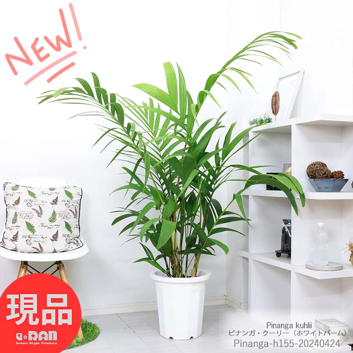 ＼ポイント5倍／観葉植物 大型 入手困難！ ピナンガ クーリー（ホワイトパーム）高さ約155cm 10号鉢 管理説明書 受皿付き 肥料小袋プレゼント Pinanga kuhlii お祝い シンボルツリー ギフト 珍しい植物 ヤシの木 コレクター 事務所移転祝い【現品発送】