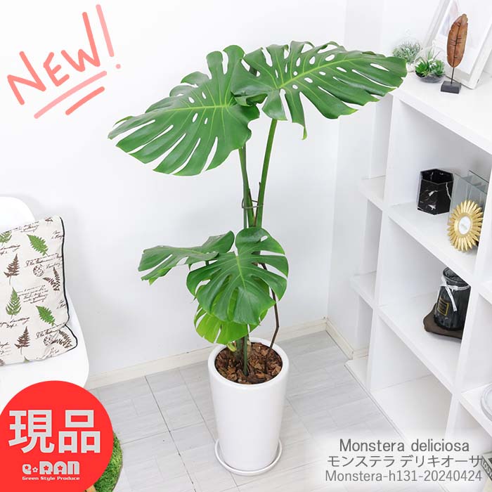 ＼ポイント10倍／ 観葉植物 大型 モンステラ デリキオーサ 幹上がり 陶器鉢 高さ約131cm 風水 金運アップ 開店祝い 移転祝い 結婚祝い 湧き出る水 デリシオーサ デリキオサ Monstera deliciosa 鳳来蕉 ホウライショウ属 穴の開いた葉 南国 【現品発送】