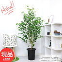 ϗtA ^ tBJX xW~ V^VI 10 171cm xW~i J[ Ficus benjamina S̖ Mtg j  Aؔ LO JXj j 󏭁yiz