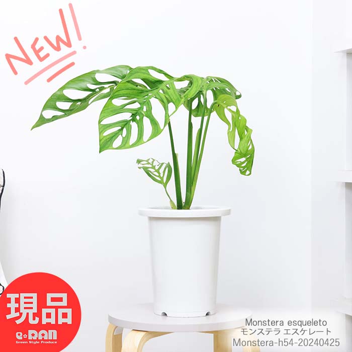 モンステラ ＼ポイント2倍／観葉植物 モンステラ エスケレート 7号鉢 高さ約54cm 入手困難 珍しい モンステラの仲間 半つる性 つる性 レア物 おしゃれな観葉植物 トロピカル ハワイアン 新築祝い 開店祝い 事務所移転祝い 引越し祝い 誕生日祝い 結婚祝い お祝い【現品発送】