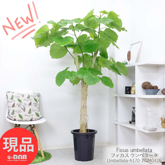 フィカス（ゴム） 観葉植物 大型 ウンベラータ 高さ約170cm 10号鉢 幹太 フィカス 人気 インテリアグリーン おしゃれ 結婚祝い 記念日 ゴム婚式 人気 お祝い 新築祝い 贈り物 風水 鉢植え 育て易い Ficus umbellata ハート形 大きな葉 永久の幸せ【現品発送】