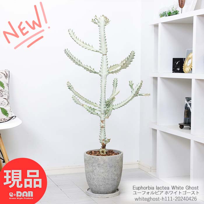 ＼ポイント5倍／多肉植物 ユーフォルビア ホワイトゴースト 高さ約111cm エッグセメントポット 8号サイズ 観葉植物 希少種 白い幽霊 白い色 Euphorbia lactea White Ghost ラクティア 斑入り品種 さぼてん サボテン ビザールプランツ【現品発送】