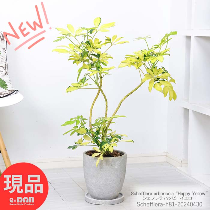 ＼ポイント2倍／観葉植物 斑入り シェフレラ ハッピーイエロー 高さ81cm エッグセメントポット 7号サイズ 曲線 曲がり樹形 ホンコンカポック 希少 黄斑 育てやすい 黄色い葉 アルボリコラ オクトパスツリー お祝い 移転祝い 引越し祝い 結婚祝い 新築祝い【現品発送】