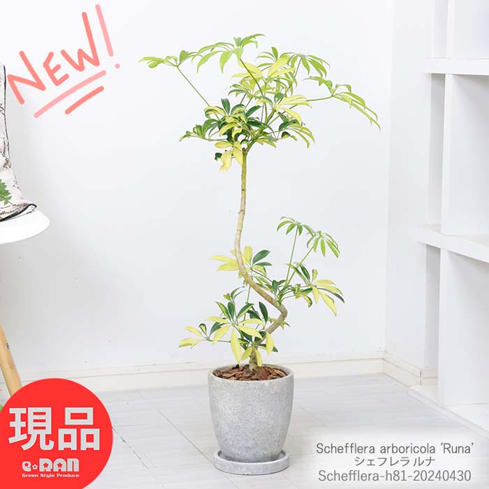 ＼ポイント5倍／観葉植物 黄斑入り 入手困難 シェフレラ ルナ セメントポット H71cm おすすめインテリアグリーン ホンコンカポック アルボリコラ 丈夫で育てやすい 初心者 耐寒性 オクトパスツリー 掌形 結婚祝い 新築祝い 'Runa' 父の日 早割