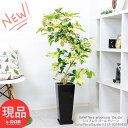 ＼ポイント5倍／観葉植物 斑入り シェフレラ ゴールドリーフ 陶器鉢 黒 高さ約113cm ホンコン カポック アルボリコラ 曲線 曲がり樹形 耐寒性 オクトパスツリー 黄色い葉 Schefflera arboricola Dazzle 開店祝い 新築祝い 贈答品