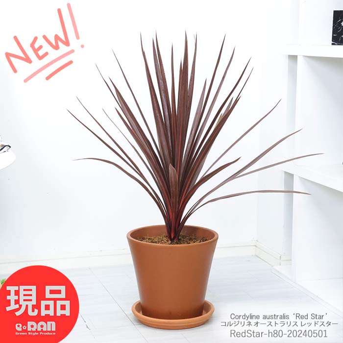 ＼ポイント10倍／観葉植物 赤葉 コルジリネ オーストラリス レッドスター 8号サイズ 高さ約80cm テラコッタ鉢 イタリア鉢 バッソコーノ Cordyline australis ‘Red Star’ ドライガーデン コルディリネ ドラセナ おしゃれ ガーデニング 魔除け 赤い葉 【現品発送】