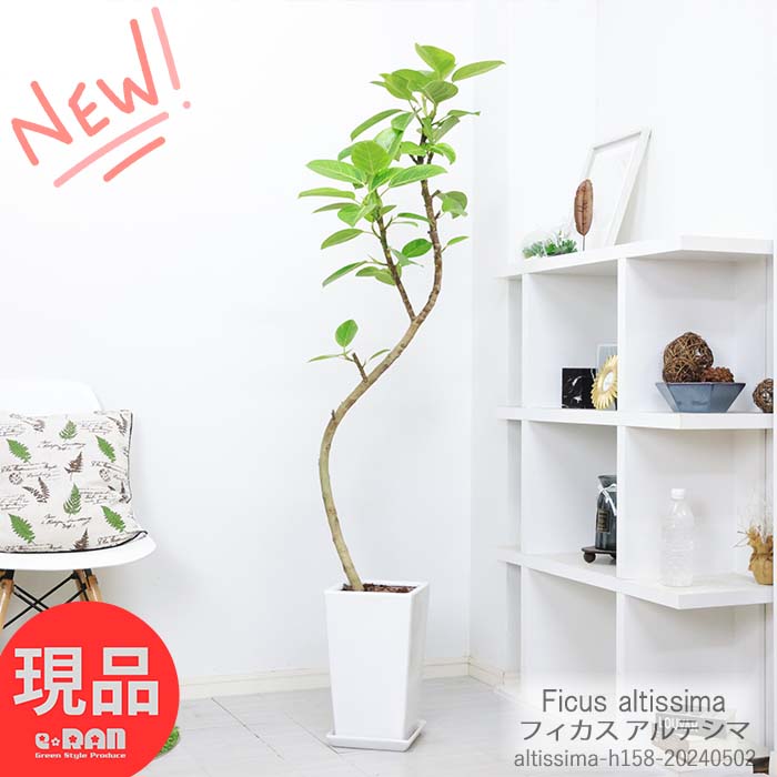 フィカス（ゴム） 観葉植物 大型 フィカス アルテシマ (アルテシーマ) 陶器鉢 高さ158cm 曲がり樹形 管理説明書 受皿付 肥料小袋プレゼント Ficus altissima バリエガタ アルテ ゴムの木 ゴムノキ 黄色 斑入り ライムグリーン インテリアグリーン 永遠の幸福 ゴム婚式