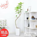 フィカス（ゴム） 観葉植物 大型 フィカス アルテシマ (アルテシーマ) 陶器鉢 高さ158cm 曲がり樹形 管理説明書 受皿付 肥料小袋プレゼント Ficus altissima バリエガタ アルテ ゴムの木 ゴムノキ 黄色 斑入り ライムグリーン インテリアグリーン 永遠の幸福 ゴム婚式