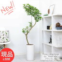 フィカス（ゴム） 観葉植物 おしゃれ フィカス ルビギノーサ フランスゴム 高さ約142cm 陶器鉢 9号サイズ 曲がり樹形 インテリアグリーン 濃い緑の葉が美しい フランスゴムの木 ふらんすごむ ゴムノキ ゴムの木 気根【現品発送】