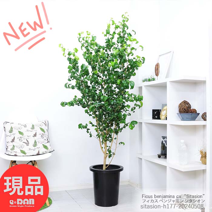 観葉植物 大型 フィカス ベンジャミン シタシオン 10号鉢 高さ約177cm ベンジャミナ カール Ficus benjamina ゴムの木 ギフト お祝い 室内 植木鉢 結婚記念日 開店祝い 御祝い 希少