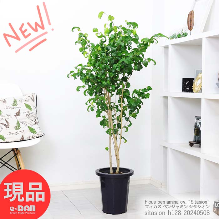 ベンジャミン 観葉植物 フィカス ベンジャミン シタシオン 8号鉢 高さ約128cm ベンジャミナ カール Ficus benjamina ゴムの木 ギフト お祝い 室内 植木鉢 結婚記念日 開店祝い 御祝い 希少【現品発送】