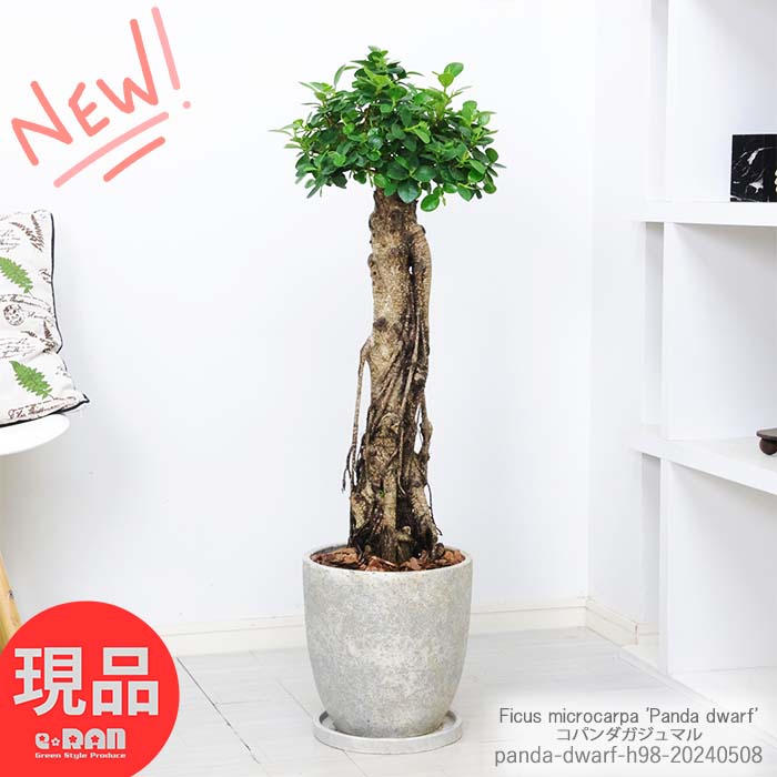 観葉植物 希少種 コパンダガジュマル 高さ約98cm エッグセメントポット 8号サイズ 朴仕立 接木 多幸の木 極太 パンダガジュマル ドワーフ がじゅまる 矮性種 精霊 マルバガジュマル キムジナー 我樹丸 結婚祝い 新築祝い【現品発送】