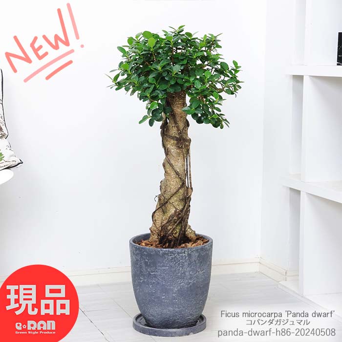 観葉植物 希少種 コパンダガジュマル 高さ約86cm エッグセメントポット 8号サイズ 朴仕立 接木 多幸の木 極太 パンダガジュマル ドワーフ がじゅまる 矮性種 精霊 マルバガジュマル キムジナー 我樹丸 結婚祝い 新築祝い【現品発送】