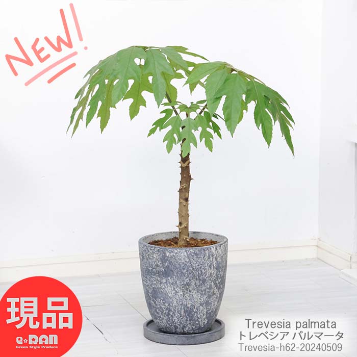 観葉植物 珍しい トレベシア パルマータ 高さ約62cm エッグセメントポット 7号サイズ 個性派 希少レア 雪の結晶のような形の葉 英名 Snow flake Plant 雪の結晶 トレウェシア Trevesia palmata おしゃれな鉢 スノーフレークプラント インテリア グリーン【現品発送】