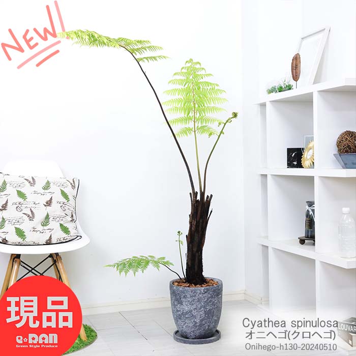 シダ シダ植物 希少種 オニヘゴ 高さ約130cm エッグセメントポット 8号サイズ リビンググリーン ゼンマイ シダのある暮らし 幸運を呼ぶ植物 Cyathea spinulosa 観葉植物 大型 キアテア レピフェラ モリヘゴ アヤヘゴ【現品発送】