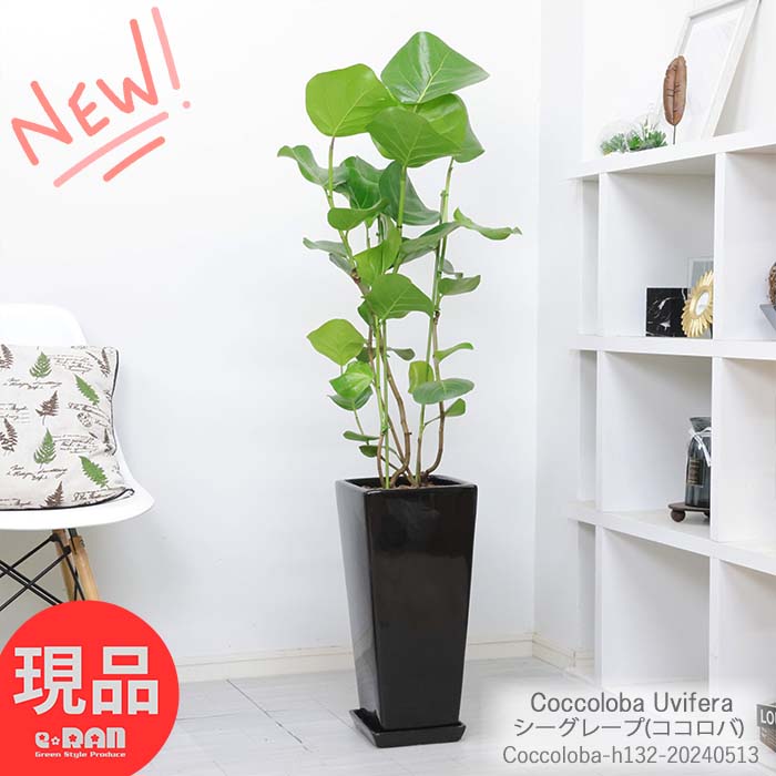 観葉植物 室内 シーグレープ(ココロバ) スクエア陶器鉢 黒 高さ約132cm おしゃれ インテリアグリーン 丸い形の葉 おすすめ 浜辺ぶどう コッコロバ 風水 ハマベブドウ（浜辺葡萄）Coccoloba Uvifera 新築祝い 開店祝い【現品発送】