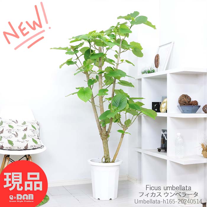 ϗtA ^  tBJX Ex[^ 165cm 10 lC Ȃ` CeAO[ lC j Vzj 蕨   A ĈՂ Ficus umbellata n[g` 傫ȗt iv̍Kyiz