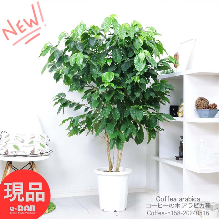 ֲ ҡ ⤵158cm 10ȭ ͥɸ դɤ ӥ   տʪ  ޥץ쥼 Coffea arabica ѱ  ӥ 緿 ҡƦ ҡ꡼  ϡڸȯ