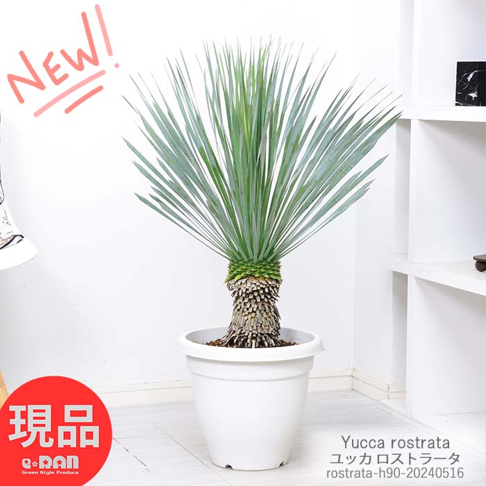 ユッカ 観葉植物 庭木 大型 ユッカ ロストラータ 高さ約90cm 10号鉢 耐寒性 Yucca rostrata ビッグベンド・ユッカ 鉢植え 地植え ガーデニング ドライガーデン リゾート ワイルド シンボルツリー ドライガーデン 男前【現品発送】