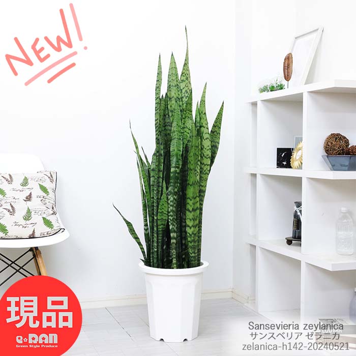 観葉植物 大型 サンスベリア ゼラニカ 高さ142cm 10号鉢 白 ビッグサイズ サンセベリア ツツチトセラン 空気清浄化機能 シンボルツリー 開店祝い 開業祝い 新築祝い 開運 トラノオ トリファスキアタ 虎の尾 縁起物 育てやすい植物 多肉植物【現品発送】 父の日 早割