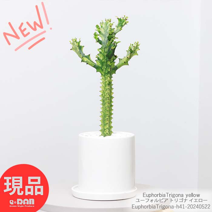 サボテン 父の日ギフト 多肉植物 ユーフォルビア トリゴナ イエロー(黄斑) 高さ約41cm 陶器鉢 育て易い 多肉 珍奇植物 EuphorbiaTrigona yellow サイウンカク 彩雲閣 斑入り品種 サボテン ビザールプランツ 観葉植物【現品発送】