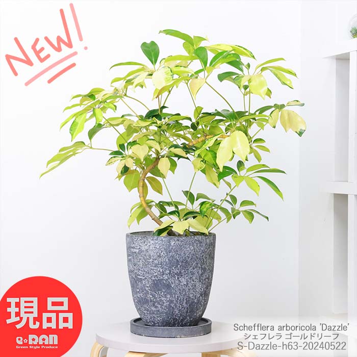 ＼ポイント5倍／観葉植物 斑入り シェフレラ ゴールドリーフ 高さ約63cm エッグセメントポット 7号サイズ ホンコン カポック アルボリコラ 曲線 曲がり樹形 耐寒性 オクトパスツリー 黄色い葉 Dazzle 開店祝い 新築祝い 贈答品【現品発送】 父の日 早割