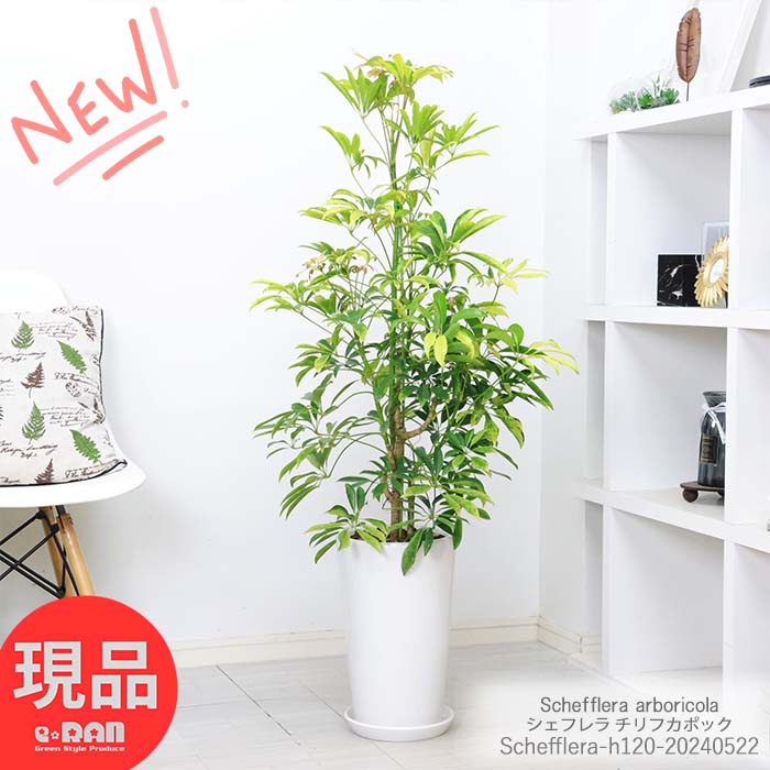 カポック 観葉植物 斑入りシェフレラ チリフ カポック 高さ120cm 陶器鉢仕立 希少種 ホンコンカポック チリ斑 アルボリコラ 丈夫で育てやすい 初心者 耐寒性 オクトパスツリー【現品発送】