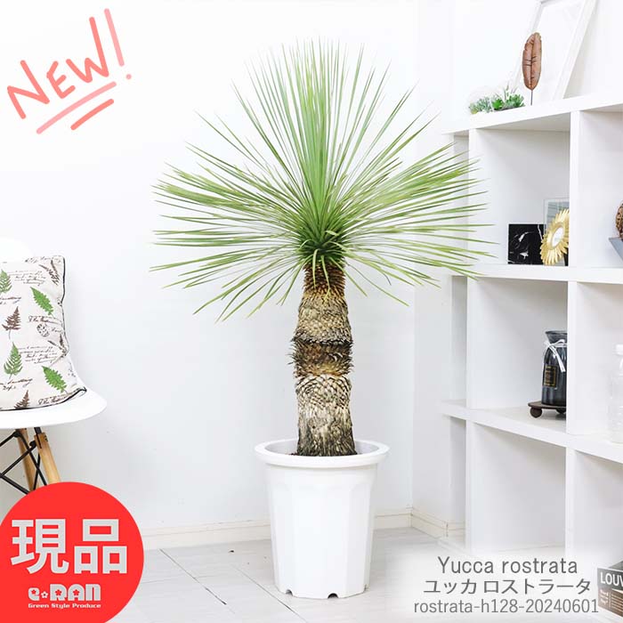 ユッカ ＼ポイント2倍／観葉植物 幹上がり ユッカ ロストラータ 高さ約128cm 10号鉢 耐寒性 Yucca rostrata ビッグベンド・ユッカ 鉢植え 庭木 地植え ガーデニング ドライガーデン リゾート ワイルド シンボルツリー ドライガーデン 男前【現品発送】