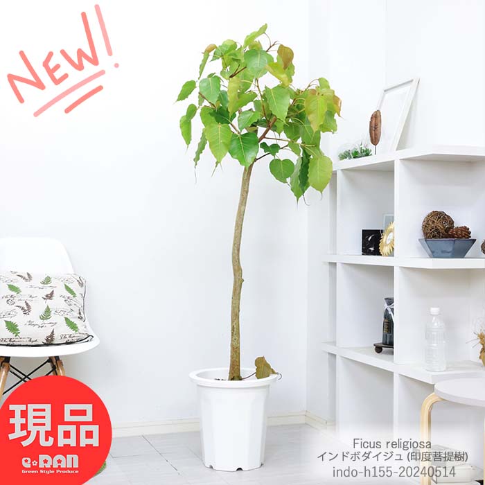 ＼ポイント5倍／観葉植物 大型 インドボダイジュ (印度菩提樹)高さ約155cm 10号鉢 原木仕立 スタンダード樹形 フィカス レリジオサ 大きい ゴムの木 覚樹 道場樹 菩提樹 テンジクボダイジュ 天竺菩提樹 Ficus religiosa お寺 事務所 店舗 新築祝い【現品発送】