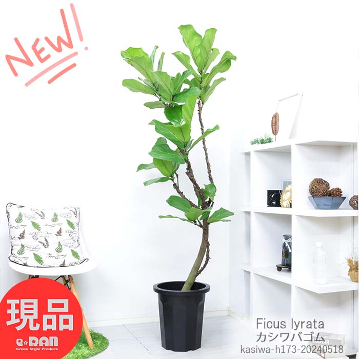 ϗtA ^  JVoS 10 173cm R` Ǘ Mt tBJX [^ Ficus lyrata oCI̖ fiele leaf fig ̗t Ă z̖ O[CeA V{c[yiz