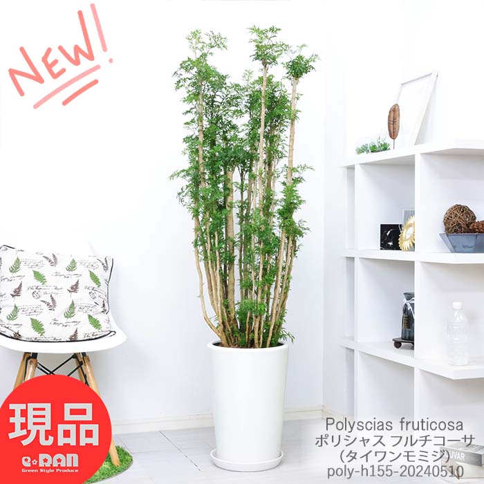 ＼ポイント5倍／観葉植物 大型 ポリシャス フルチコーサ 陶器鉢仕立 高さ約155cm タイワンモミジ フルティコサ ポリスキアス 富貴樹 常緑樹 台湾紅葉 縁起の良い観葉植物 開店祝い 新築祝い 風水 耐陰性【現品発送】