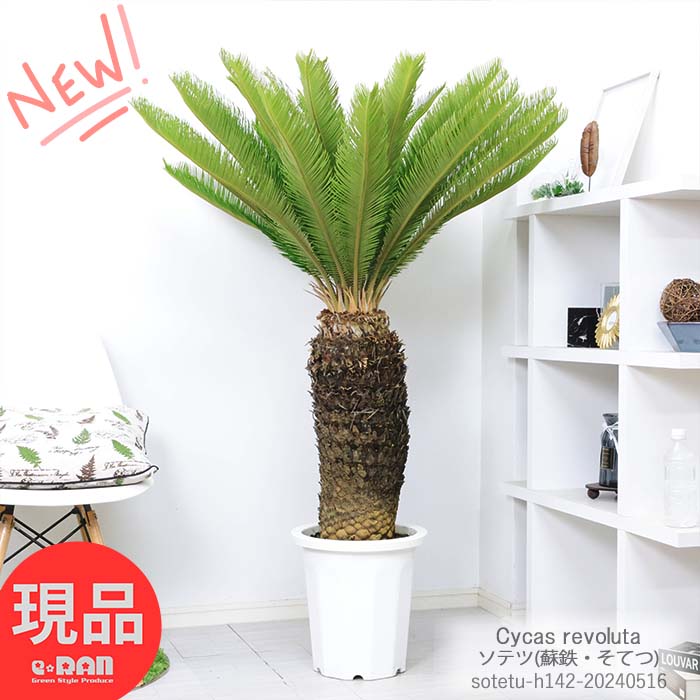 ＼ポイント5倍／観葉植物 庭木 大型 幹太 ソテツ(蘇鉄・そてつ) 高さ約142cm 10号鉢 ガーデニング 縁起物 南国ムード 記念樹 リゾート 庭 根強い人気 屋外で管理 植栽できる南国の木 シンボルツリー バルコニー インテリアグリーン Cycas revoluta ヤシ 鉄樹 【現品発送】