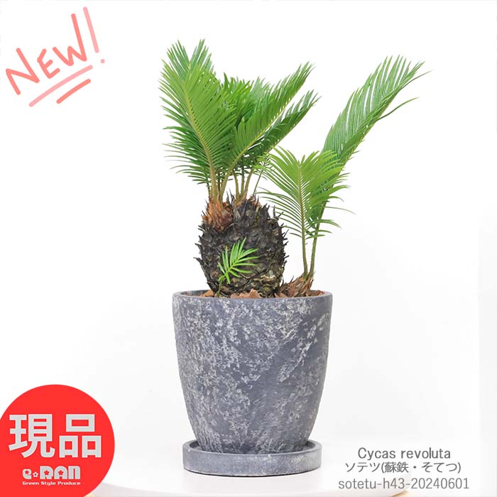 ソテツ 父の日ギフト 観葉植物 ソテツ 特殊 (分岐増殖) 高さ約43cm エッグセメントポット 蘇鉄 そてつ ぶんきぞうしょく 子株付き ガーデニング 縁起物 南国ムード 記念樹 リゾート 庭 庭木 根強い人気 屋外で管理 植栽できる南国の木 バルコニー ヤシ 鉄樹 【現品発送】