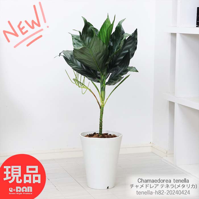 ヤシ 観葉植物 ヤシ チャメドレア テネラ(メタリカ) 7号鉢 高さ約82cm 育てやすい 小型のヤシ 耐寒性 耐陰性 カマエドレア テネラ ヒメテーブルヤシ (テネラヤシ) Chamaedorea tenella 成長遅い【現品発送】