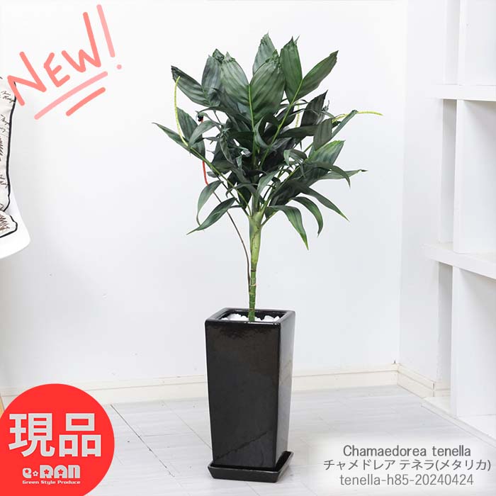 観葉植物 ヤシ 突然変異の特殊葉 チャメドレア テネラ(メタリカ) 陶器鉢 黒 7号サイズ 高さ約85cm 育てやすい 小型のヤシ 耐寒性 耐陰性 カマエドレア テネラ ヒメテーブルヤシ (テネラヤシ) Chamaedorea tenella 成長遅い