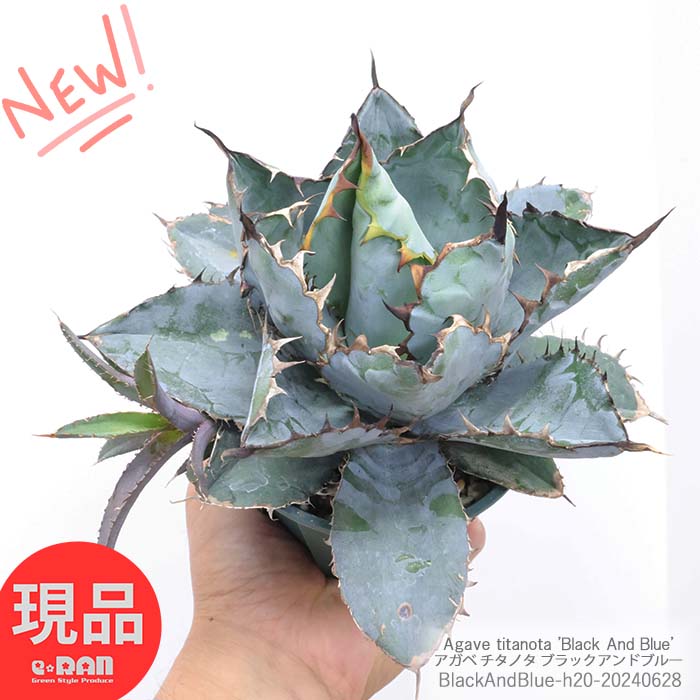 ＼ポイント5倍／多肉植物 子株付き アガベ チタノタ ブラックアンドブルー 4号鉢 高さ約20cm 希少種 チタノータ ブルーボール 強刺 ギザギザ 肉厚葉 Agave 育てやすい 観葉植物ドライガーデン ロックガーデン【現品発送】夏ギフト 厳選のサムネイル