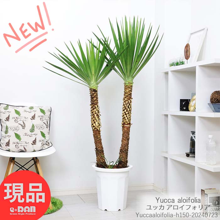 希少!ユッカ リネアリフォリア (Yucca linearifolia)リネア 希少!ユッカ リネアリフォリア (Yucca linearifolia)リネア