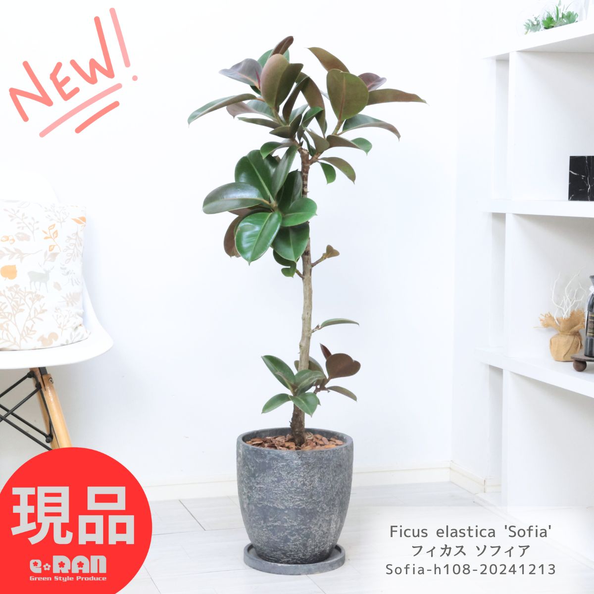 観葉植物 フィカスメラニー ゴムの木 9号 鉢・受け皿付き