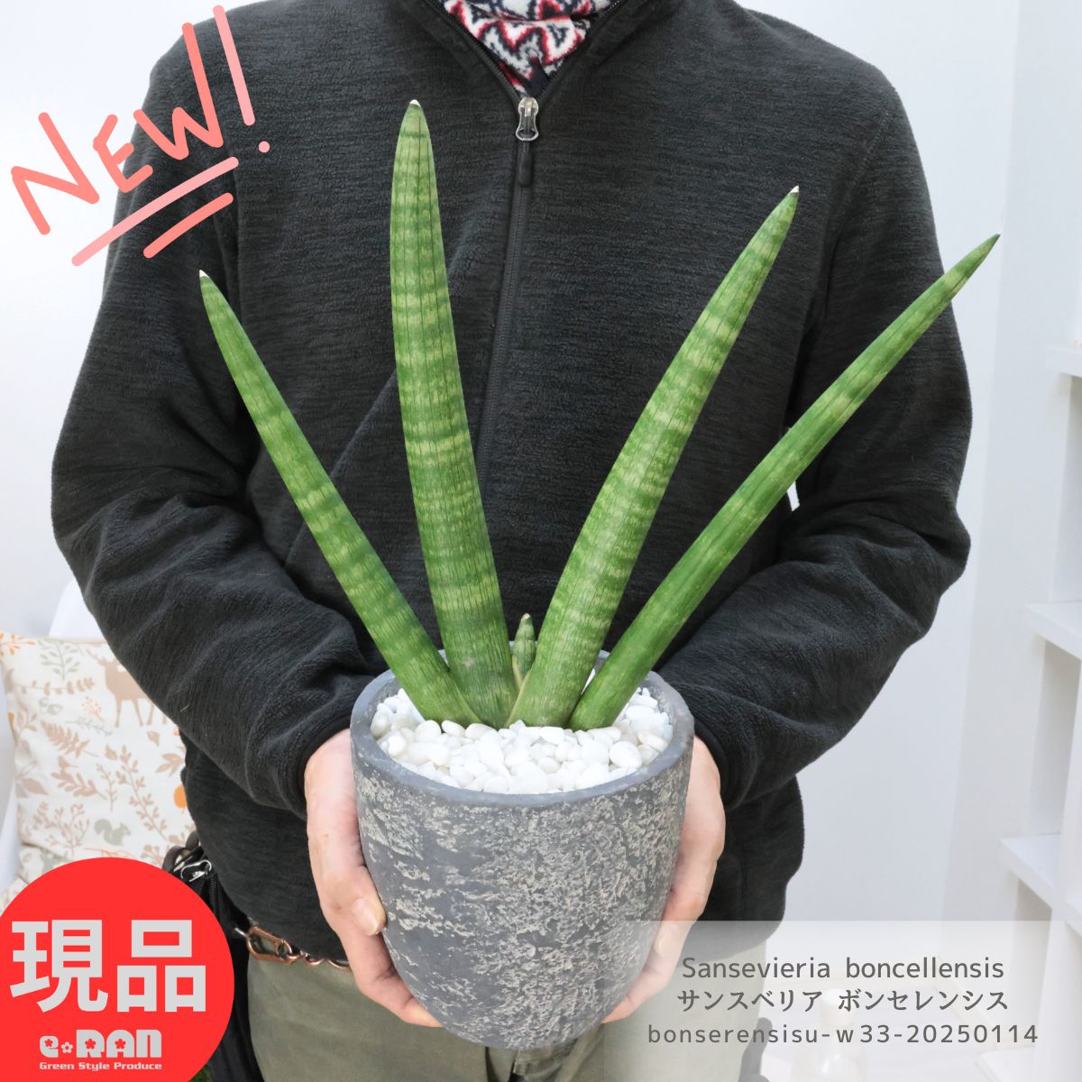 楽天市場】サンセベリア ボンセレンシスの通販 楽天市場】サンセベリア ボンセレンシスの通販