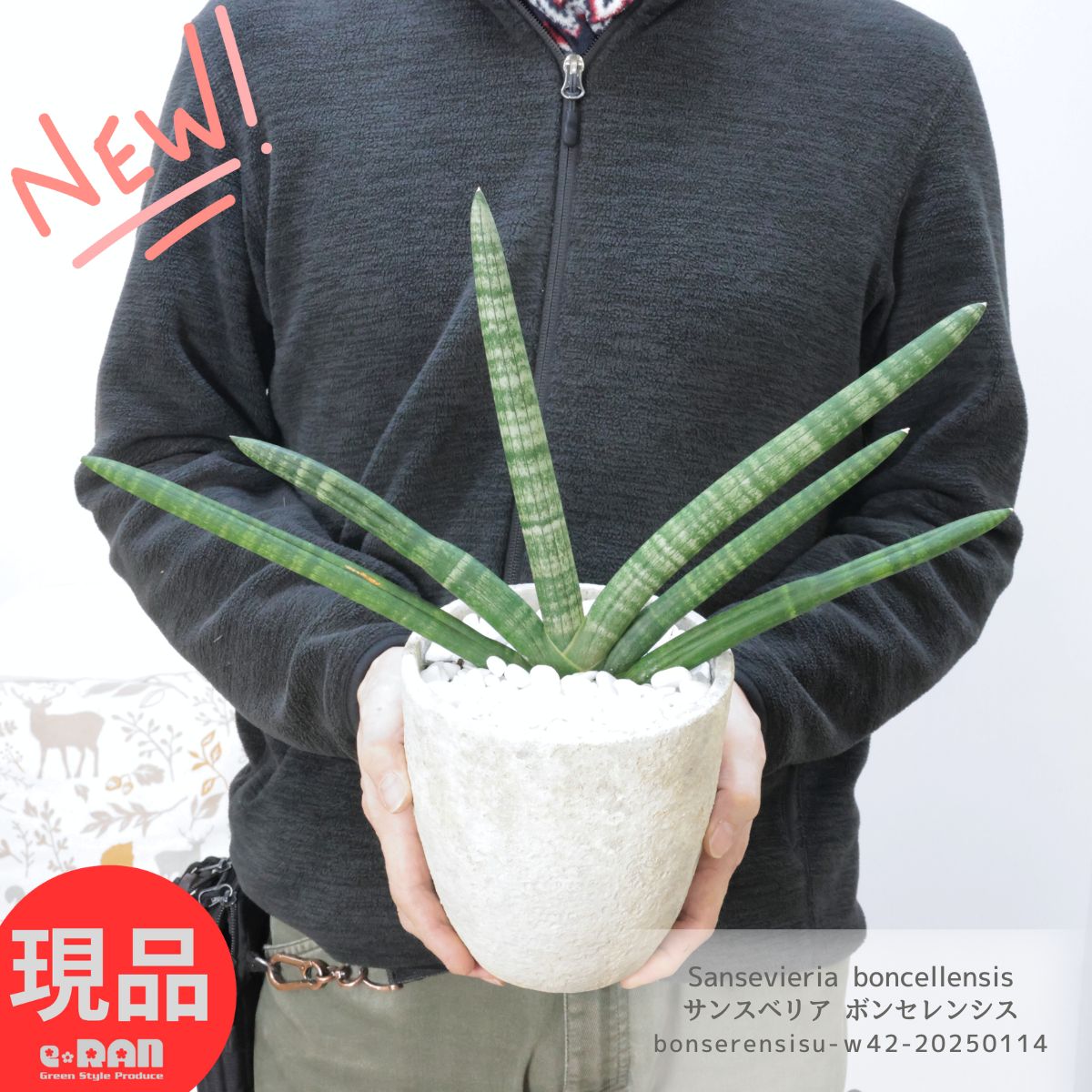 楽天市場】サンスベリア ボンセレンシス(高さ(植物)~ 70.9cm 楽天市場】サンスベリア ボンセレンシス(高さ(植物)~ 70.9cm