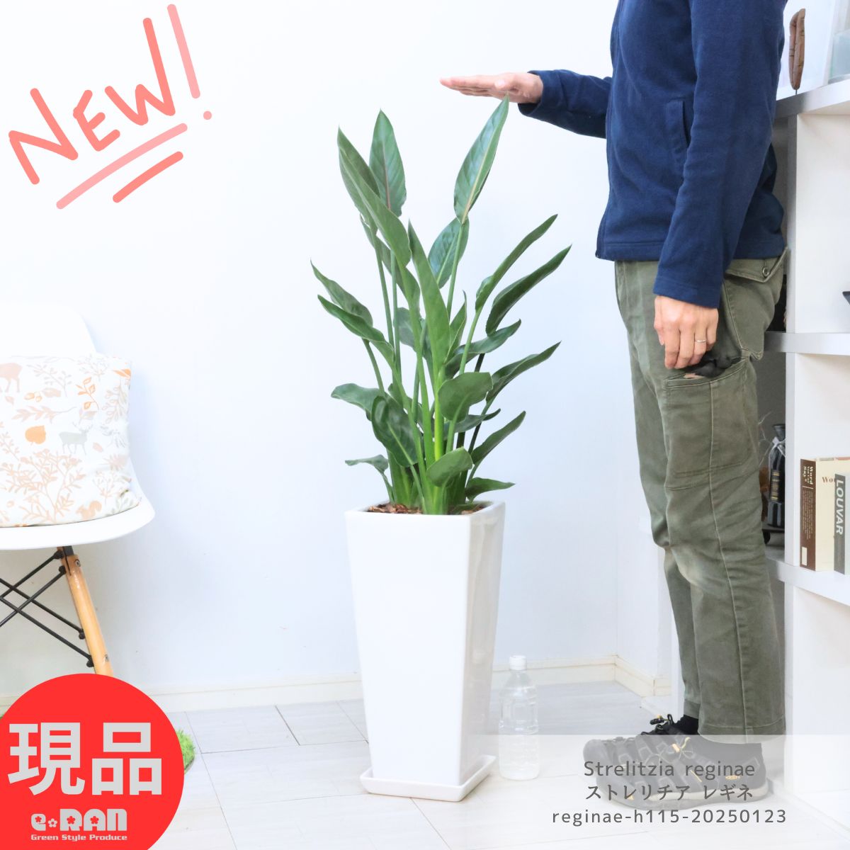 観葉植物 極楽鳥花 ストレリチア レギネ 3株 高さ約115cm 陶器鉢 白 バショウ科 ストレリチア属 Strelitzia reginae レギナエ レギネー レジーネ ゴクラクチョウカ バード オブ パラダイス リビンググリーン【現品発送】