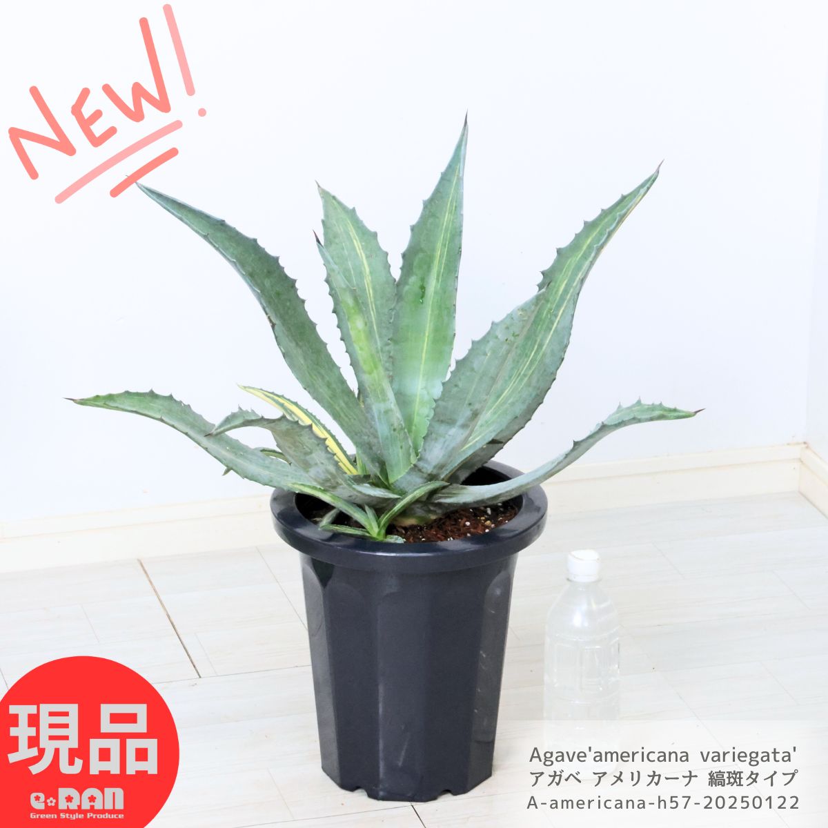 多肉植物 斑入り 子株付き アガベ アメリカーナ ストリアータ 縞斑タイプ 8号鉢 高さ約57cm ハケ斑（アオノリュウゼツランの斑入り）オシャレ観葉植物 大型 ドライ ガーデニング シンボルツリー 青の竜舌蘭 リュウゼツラン 竜舌蘭 育てやすい 耐寒性【現品発送】のサムネイル