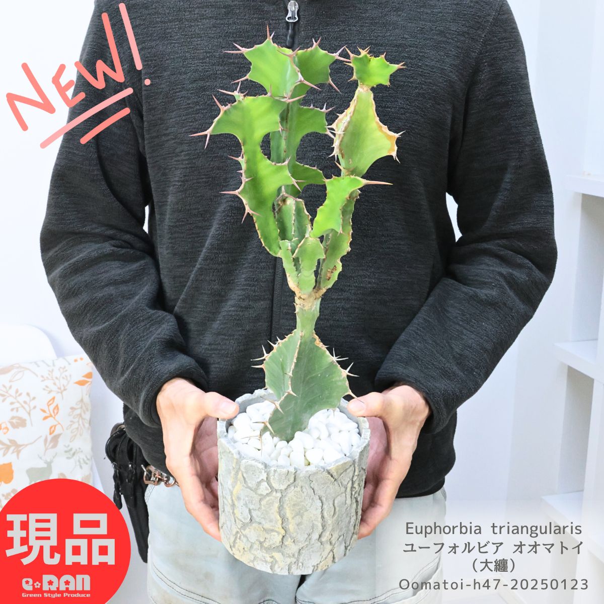 多肉植物 ユーフォルビア オオマトイ（大纏）高さ約47cm セメントポット 5号鉢 小型 観葉植物 厳選 サボテン トライアンギュラリス 柱サボテン ワイルドな植物 ビザールプランツ Euphorbia triangularis【現品発送】のサムネイル