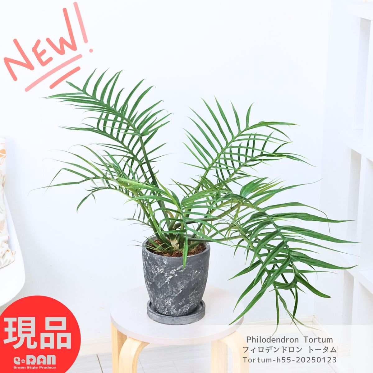 観葉植物 珍しい フィロデンドロン トータム 高さ約55cm 幅90cm エッグ セメントポット 6号サイズ 流通の少ない品種 管理説明書 受皿付き フィロディンドロン 細葉 繊細 希少種 Philodendron Tortum おしゃれ グリーンインテリア 育てやすい植物【現品発送】のサムネイル