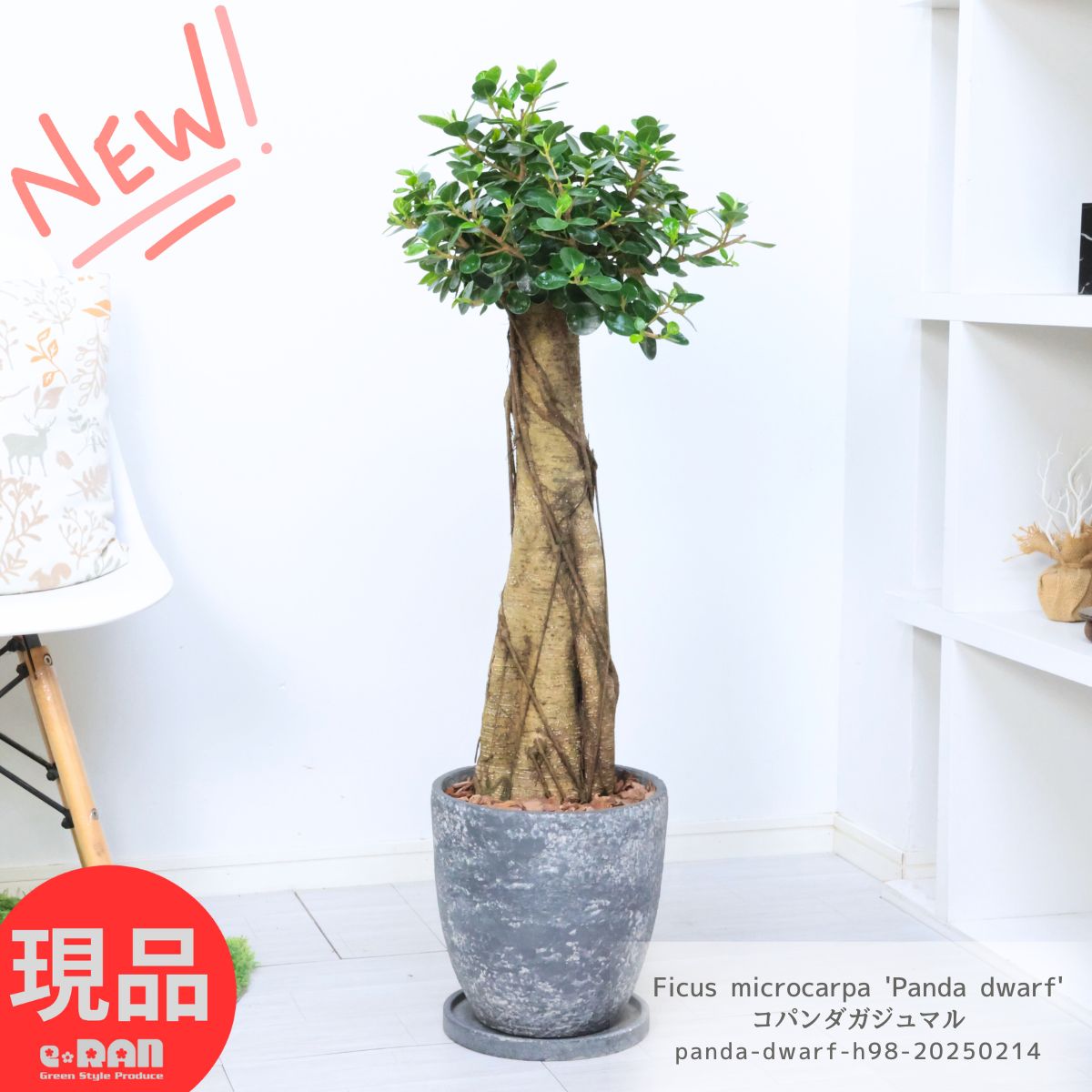 楽天市場】ぱんだガジュマル(高さ(植物)71 ~ 130.9cm)の通販 楽天市場】ぱんだガジュマル(高さ(植物)71 ~ 130.9cm)の通販