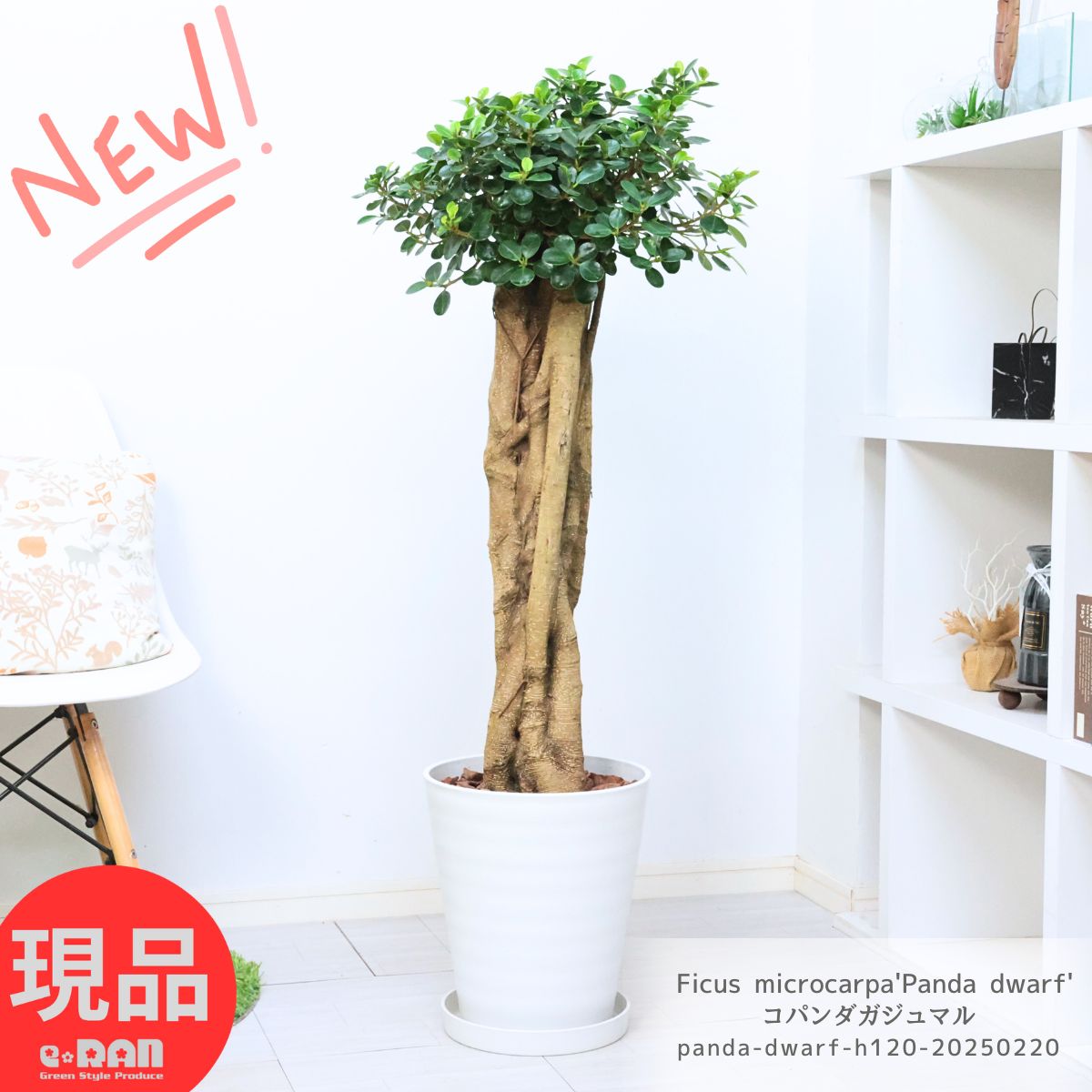 楽天市場】ぱんだガジュマル(高さ(植物)71 ~ 130.9cm)の通販 楽天市場】ぱんだガジュマル(高さ(植物)71 ~ 130.9cm)の通販